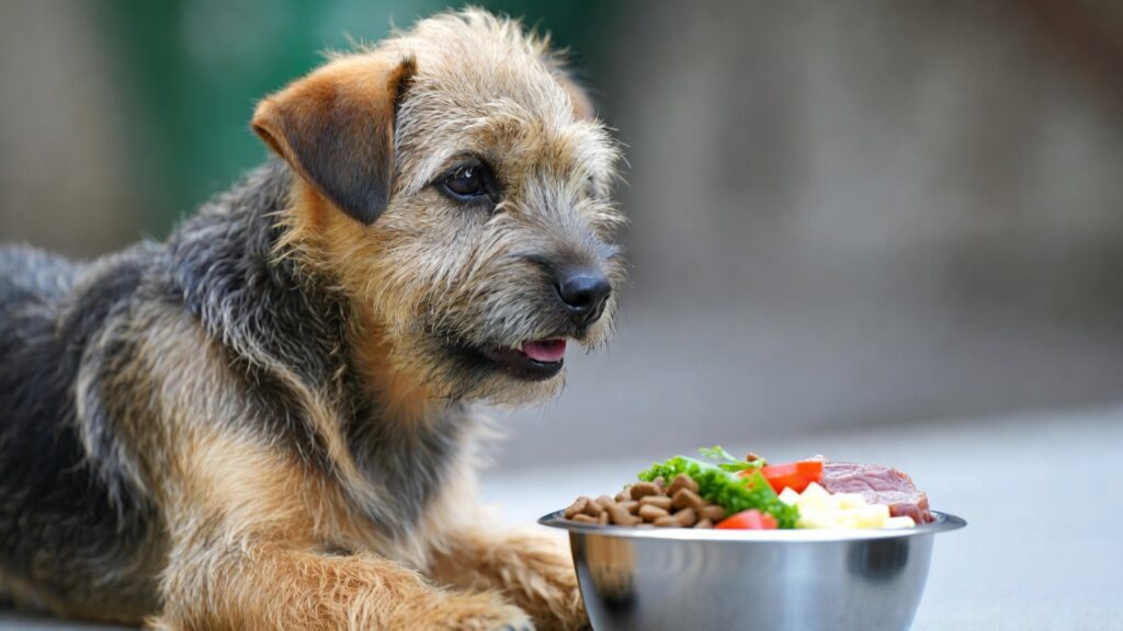 Border Terrier