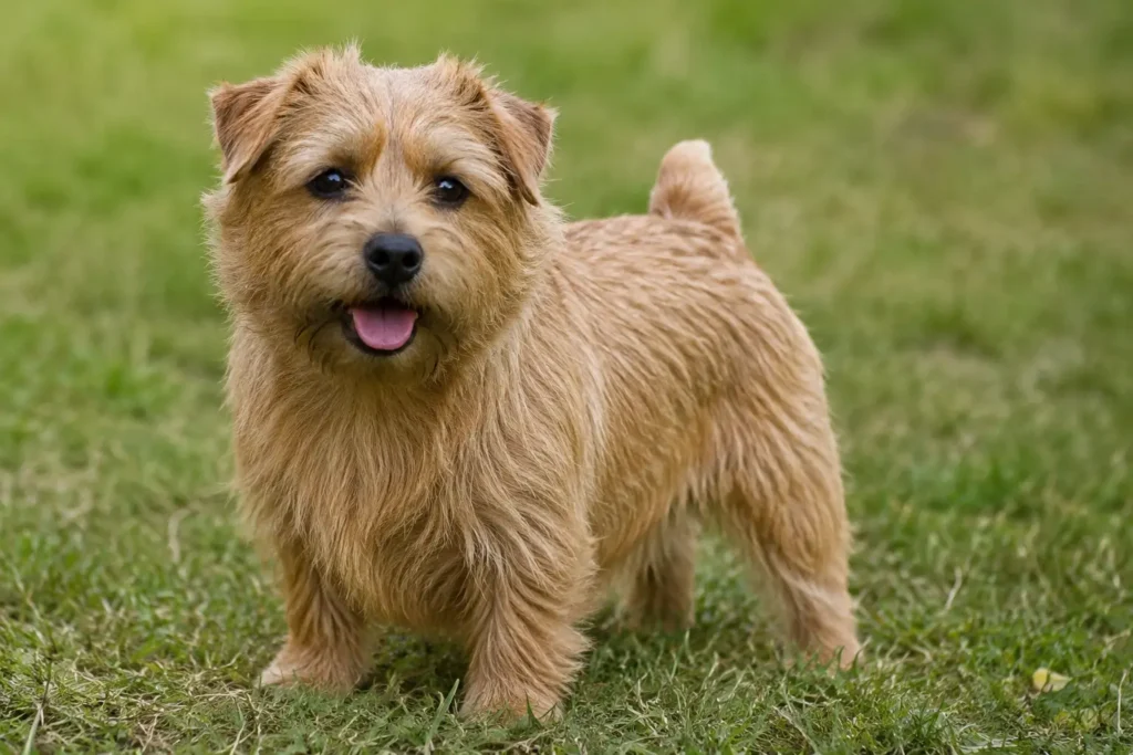 Norfolk Terrier