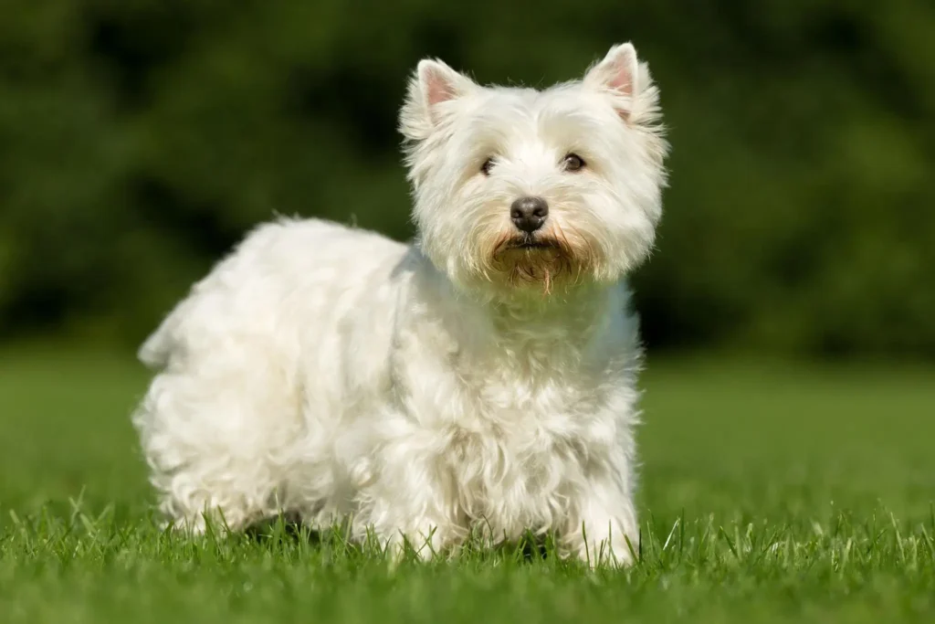 West Highland White Terrier