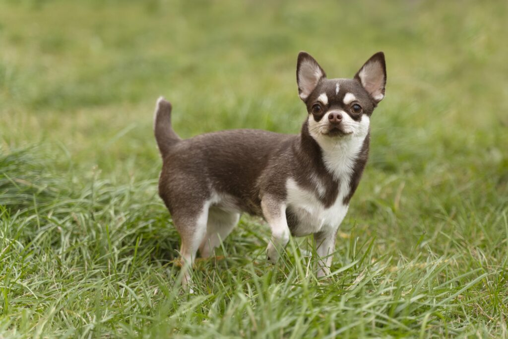 Dog Breeds