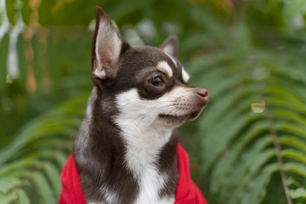 Dog Breed