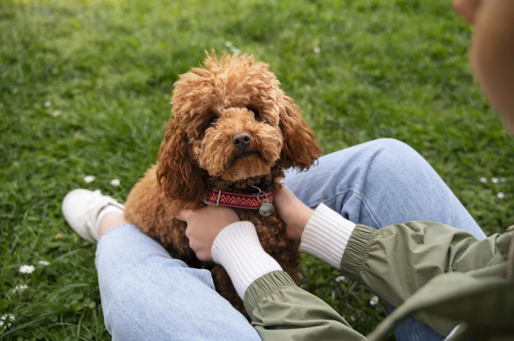 Labradoodle Dog