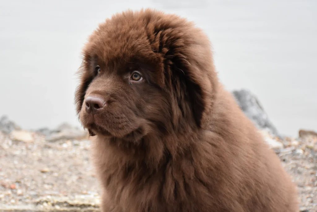 Dog Breeds