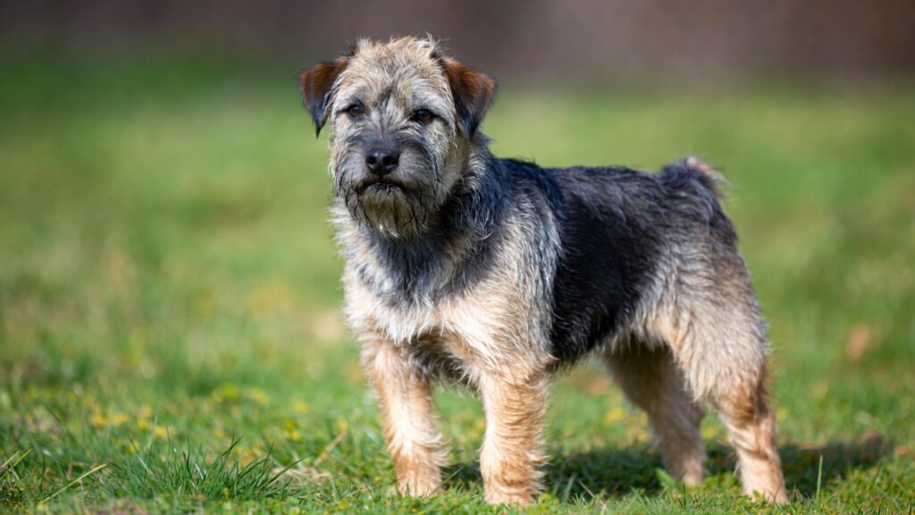 Border Terrier