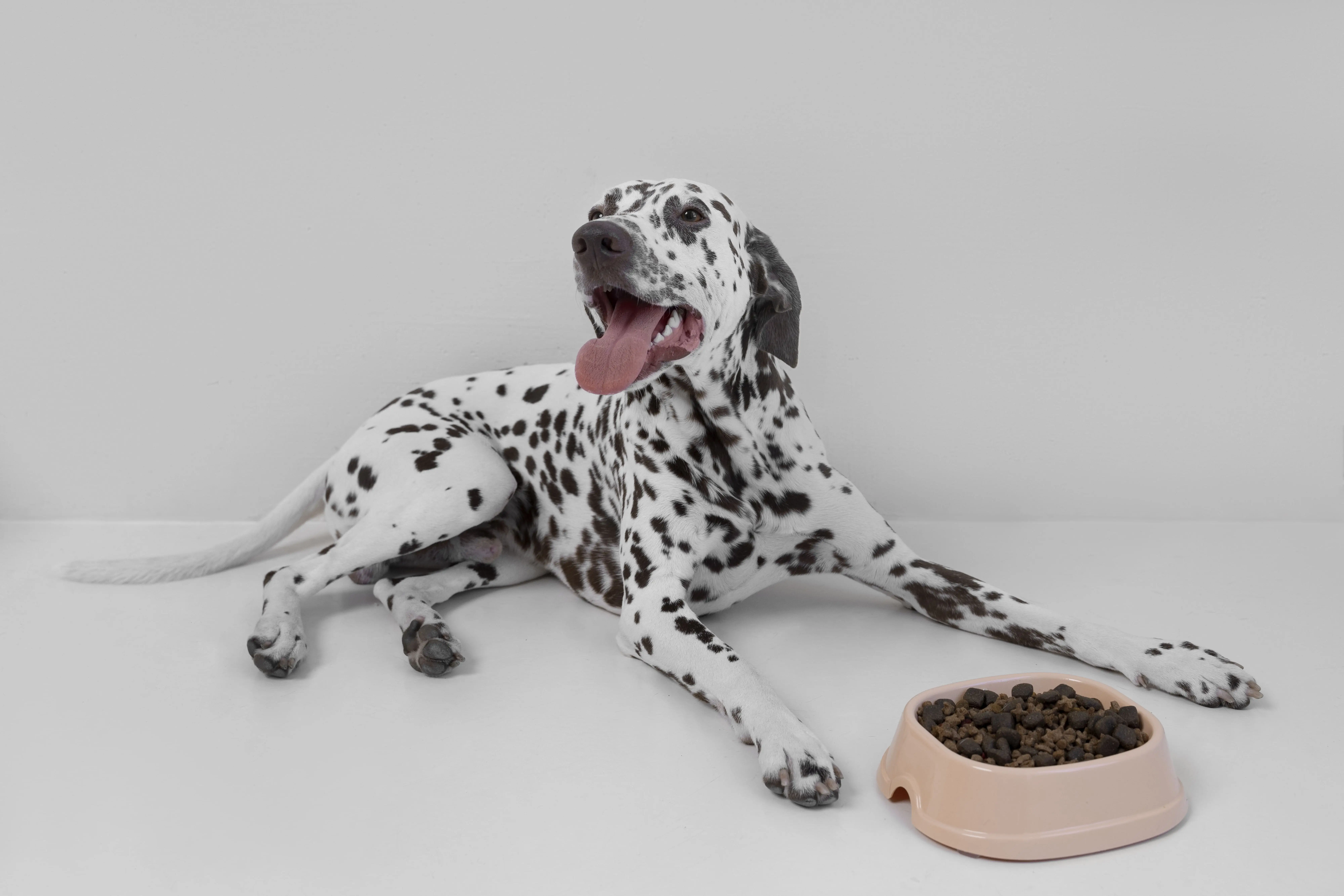 Puppy Food