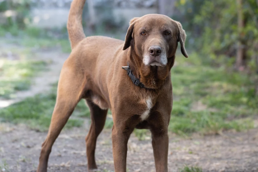 Dog Breeds