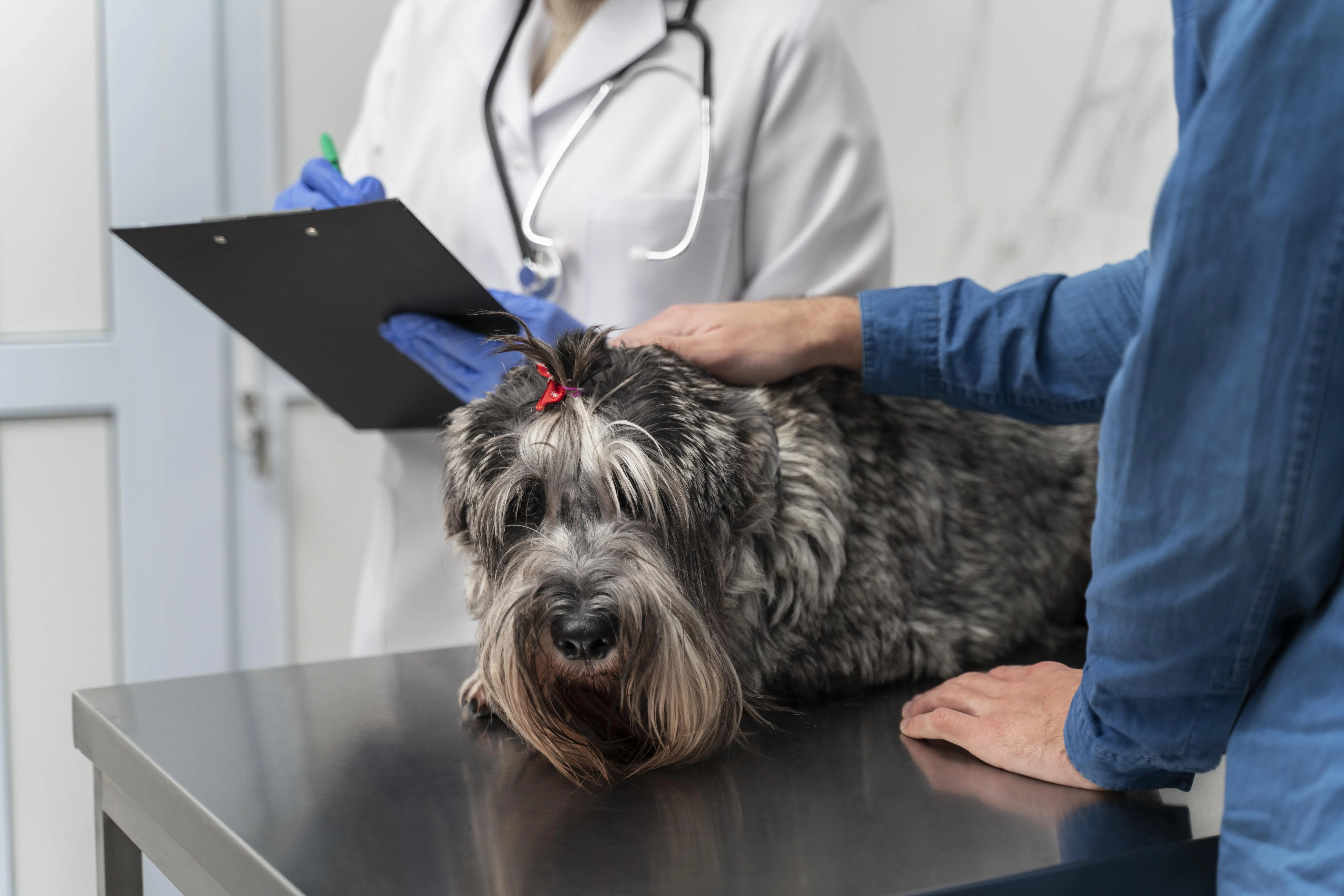 Disease in Dogs