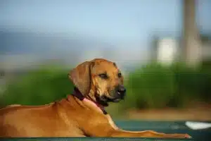 Rhodesian Ridgebacks