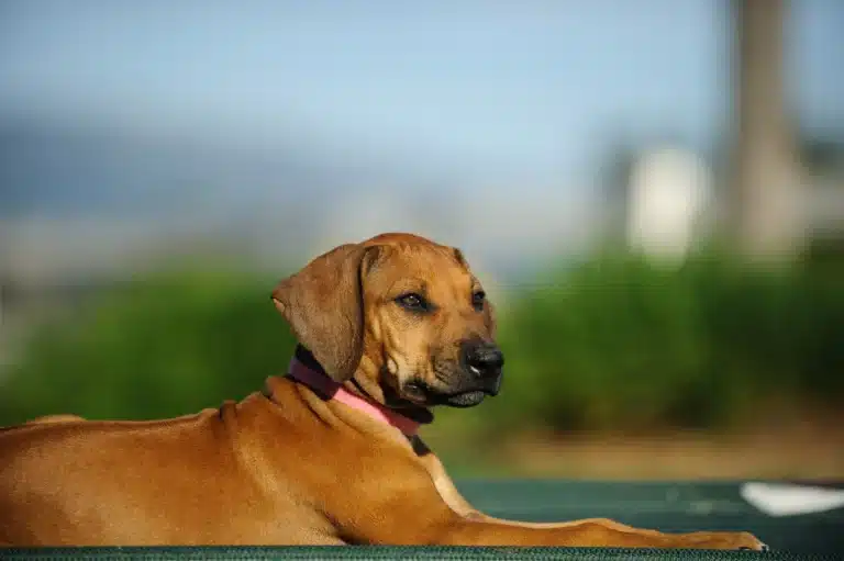 Rhodesian Ridgebacks