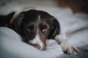 Melatonin for Dogs