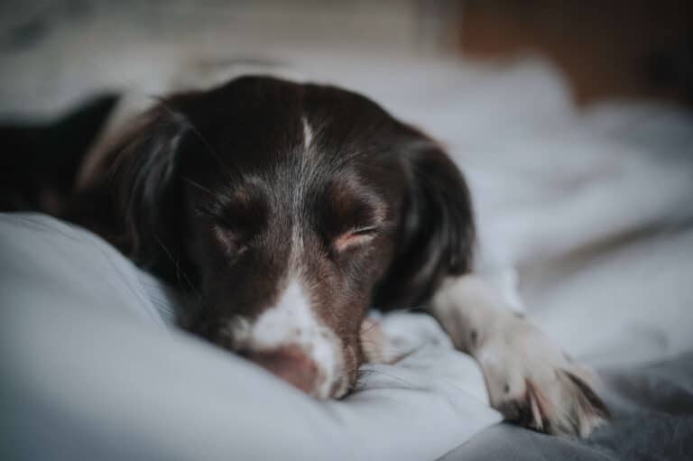 Melatonin for Dogs