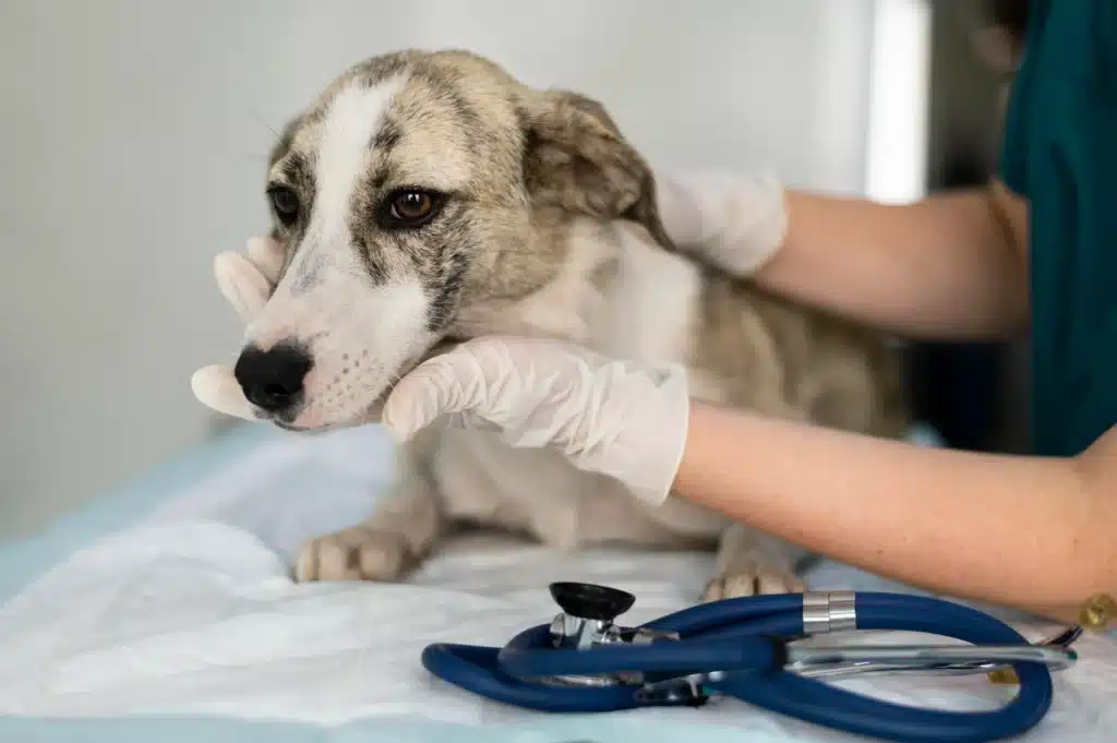 Disease in Dogs