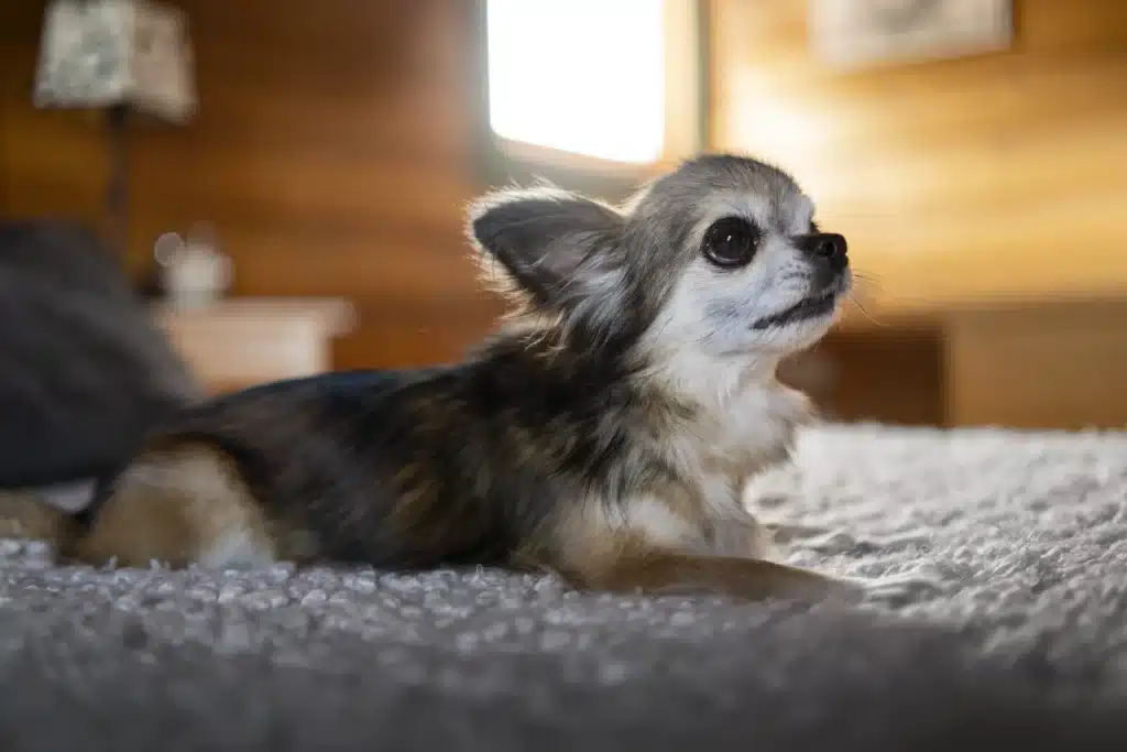 Dog Breed