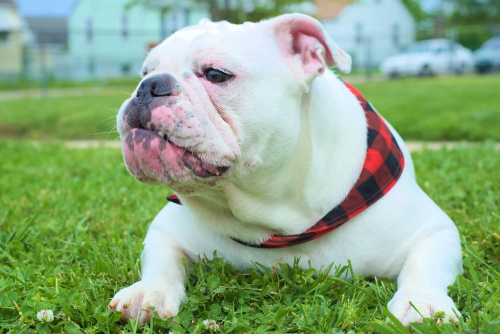 Dog Breeds