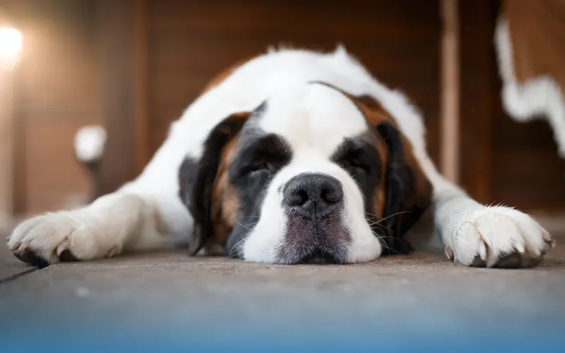 Overweight dog showing obesity and health risks from poor nutrition