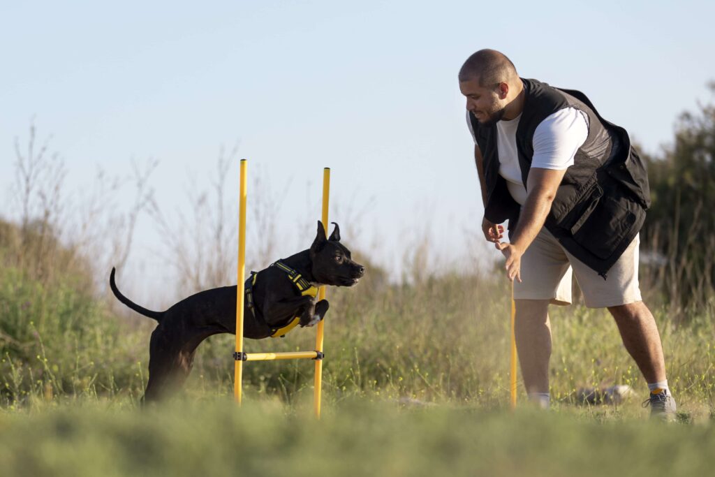 Disease in Dogs