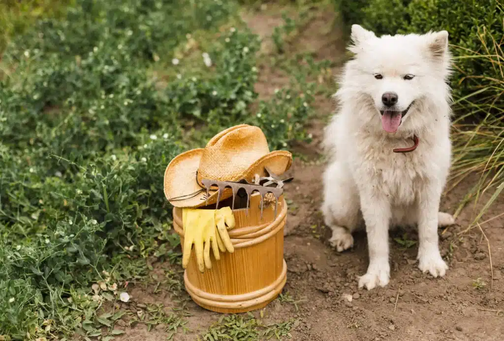 Disease in Dogs