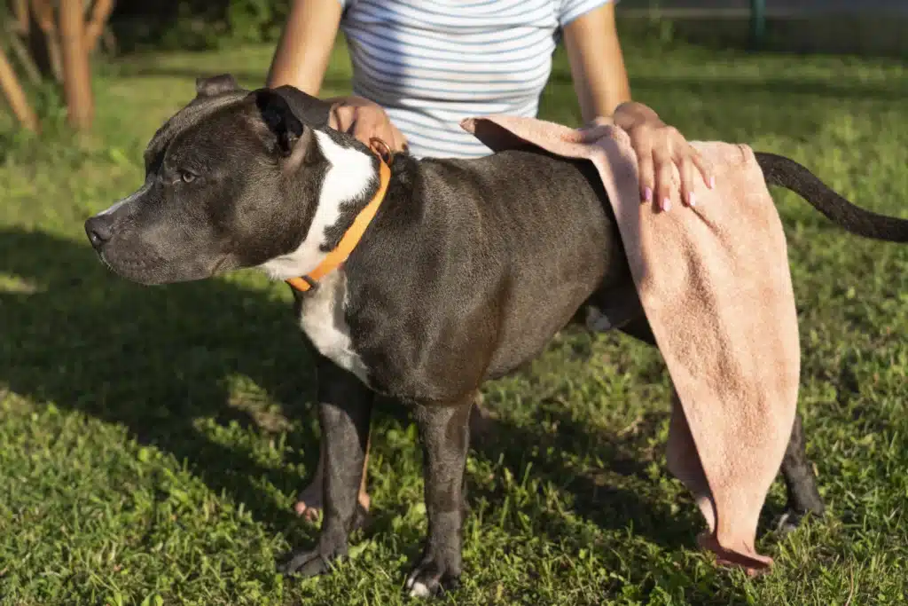 Dog’s Cushing’s Disease