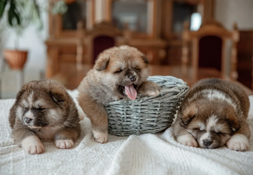 Feed a puppy