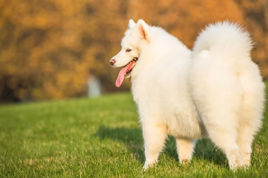 Dog Breeds