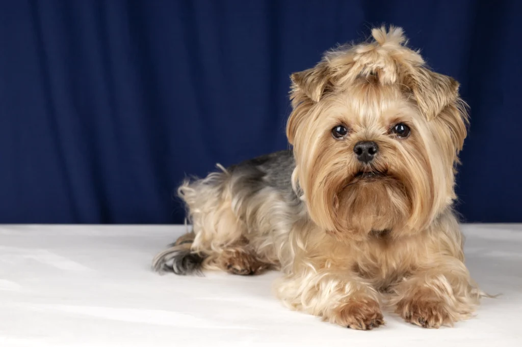 Dog Breed