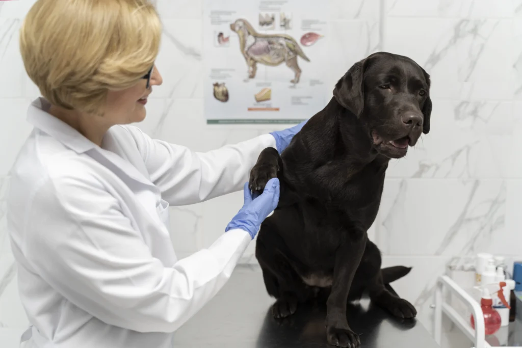 Disease in Dogs