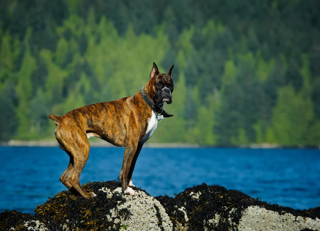 Great Dane