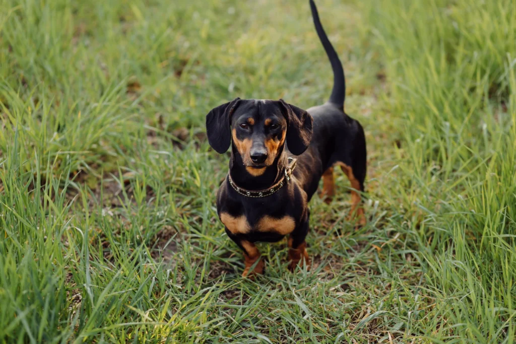 Dog Breeds