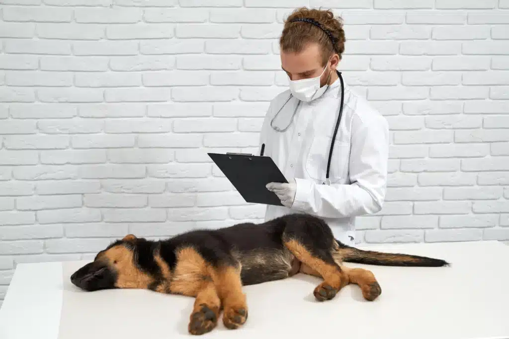 Disease in Dogs