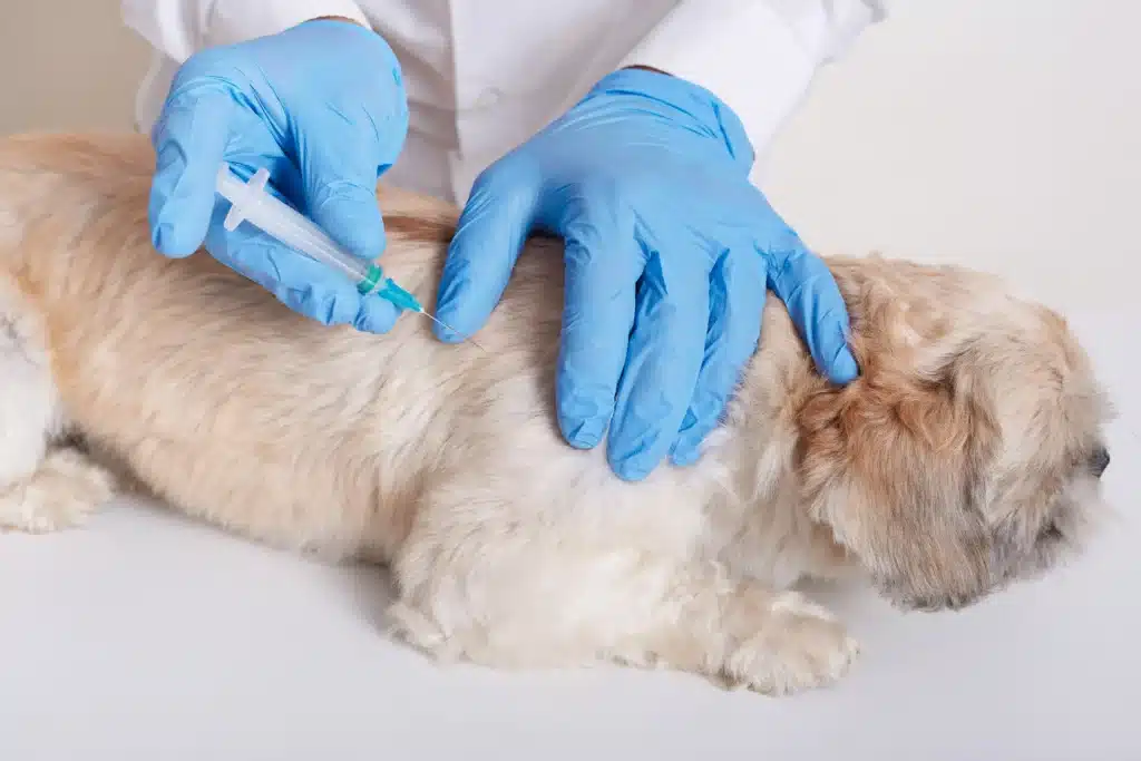 Melatonin for Dogs