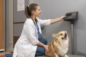 Dog Food Calculator