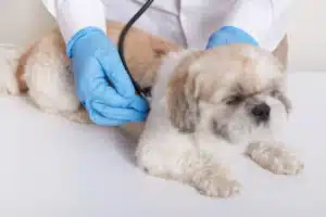 Disease in Dogs