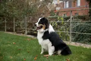 Saint Bernard