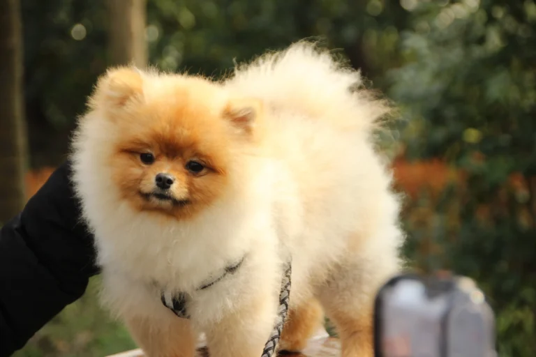 Pomeranian Dog