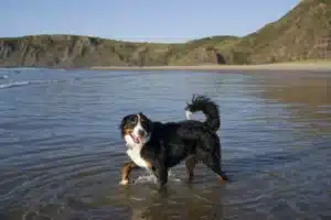 Newfoundland