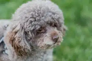 Bernedoodle