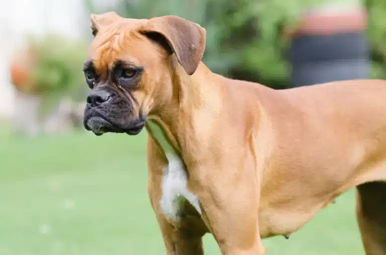 Boxer Dog