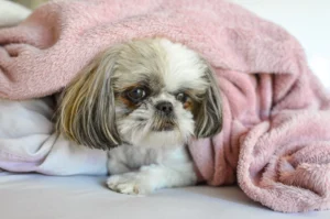 Shih Tzu