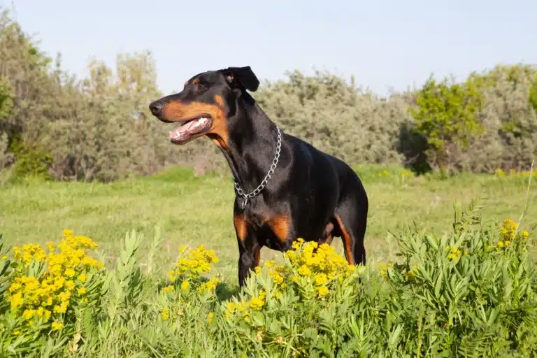 Doberman Pinschers