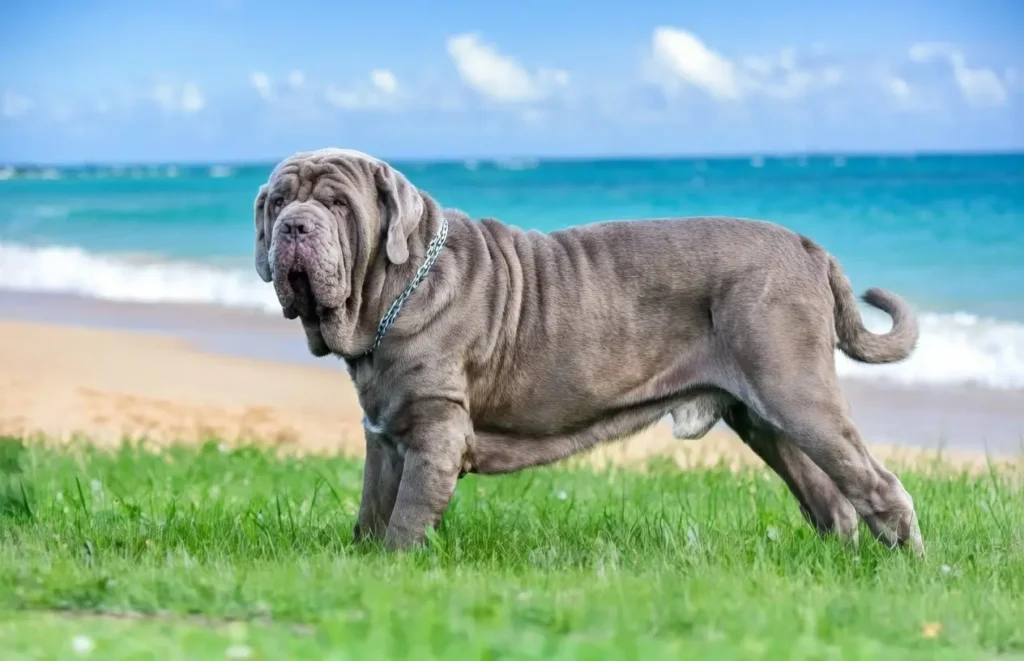 Neapolitan Mastiff