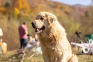 Leonberger