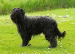 Black Russian