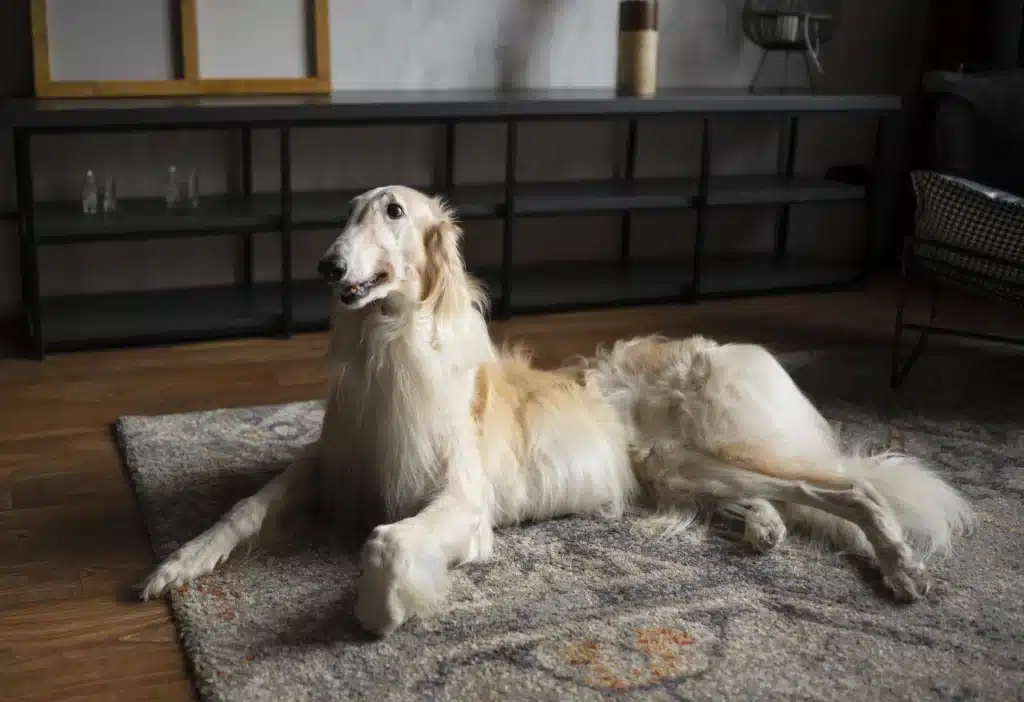 Afghan Hound