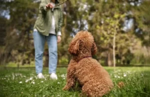 Toy Poodle