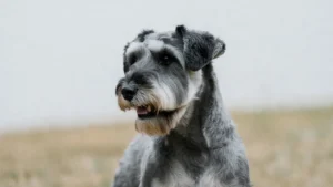 Schnauzer