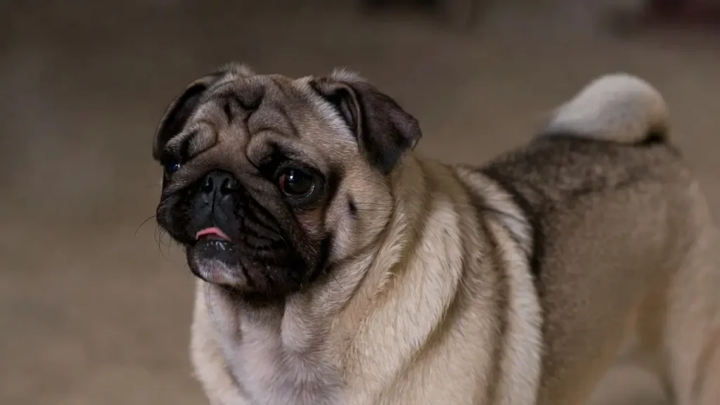 Pug 