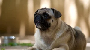 Pug