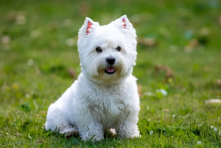 westie Dog