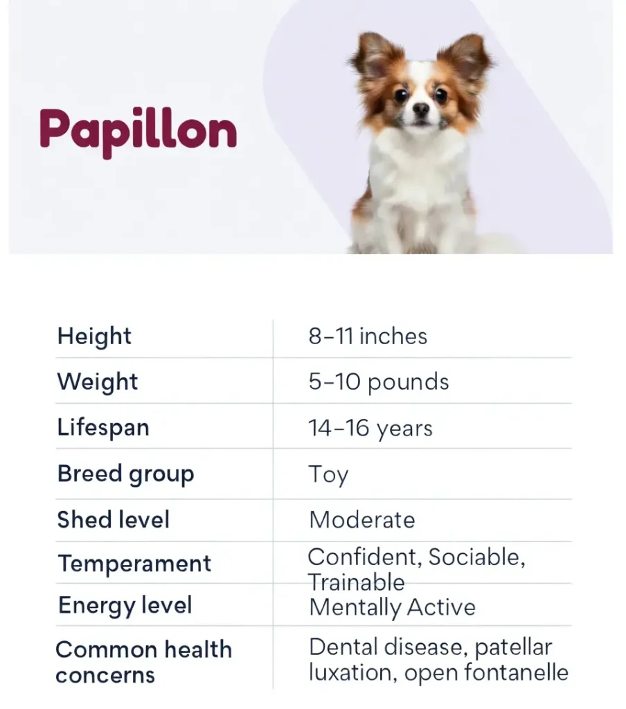 papillon