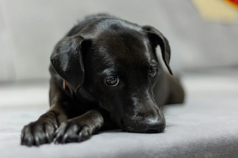 Patterdale Terrier